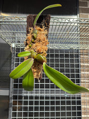 Bulbophyllum Phalaenopsis (Mature Plant)