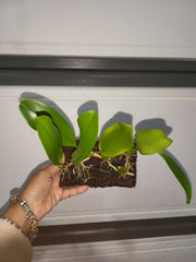 Bulbophyllum grandiflorum