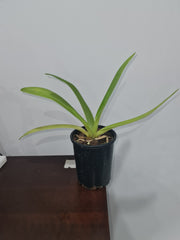 Paphiopedilum philippinense ('Miles High' x 'Sam Choice 'FCC/ AOC')