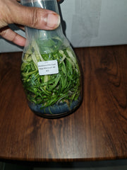 Flask - Monnierara Millennium Magic 'Witchcraft' FCC/AOS