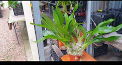 Grammatophyllum scriptum Brown(Very Large Size)