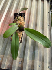 Bulbophyllum Phalaenopsis (Mature Plant)