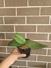 Phalaenopsis Aquarelle (Mottled Leaved)