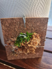 Schoenorchis scolopendria (Rare Micro-Miniature Species)