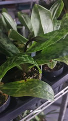 ( IN FLOWER BUDS NOW) Paphiopedilum (In-Charm Silver Bell x Doya Green Prince)