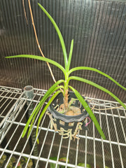 Vanda Coerulescens (Fragrant)