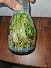 Flask - Clowesia Rebecca Northern 'Grapefruit Pink' × Ctsm. expansum (MC)