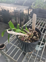 Dendrobium parishii 'Forma alba' x Dendrobium parishii 'MTIS'