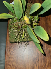 Bulbophyllum Meen Juvenile Hawk