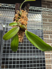 Bulbophyllum Phalaenopsis (Mature Plant)