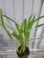 Coelia bella (Fragrant Species)