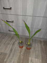 Peristeria elata (HOLY GOST ORCHID)