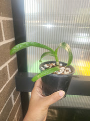 Dendrobium Aridang Blue 3 Lip