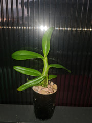 Caularthron bicornutum (syn. Diacrium bicornutum - AKA The Virgin Orchid) (Species From South America)