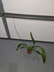 (In spike now) Oncidium Ruth's Rainbow 'Over the Rainbow' (Sphacetante x sotoanum)