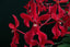 Renanthera philippinensis x Rhyncostylis coelestis