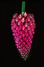 Robiquetia cerina