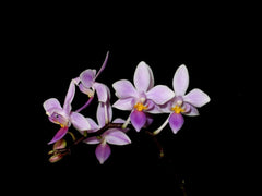 Phalaenopsis equestris (Species)