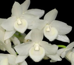 Dendrobium parishii 'Forma alba' x Dendrobium parishii 'MTIS'