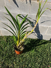 Grammatophyllum Wallisii Peacock