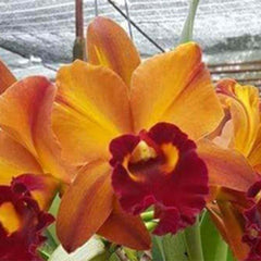 COMBO OF 10 CATTLEYA SEEDLINGS