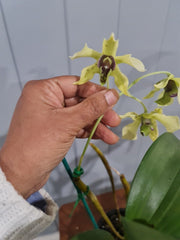 Dendrobium engae x atroviolaceum (Latouria Type)