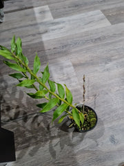 Dendrobium gibsonii (Fragrant Species)