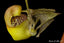 Coryanthes bruchmuelleri