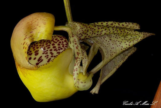 Coryanthes bruchmuelleri