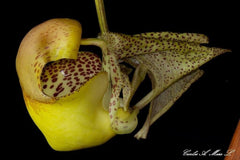 Coryanthes bruchmuelleri