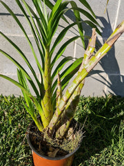 Grammatophyllum Wallisii Peacock