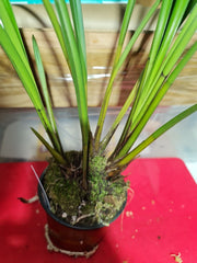 Cymbidium dayanum 'Red