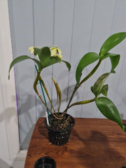 Dendrobium engae x atroviolaceum (Latouria Type)