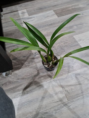 Anacheilium radiatum