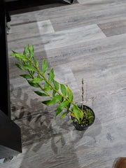 Dendrobium gibsonii (Fragrant Species)