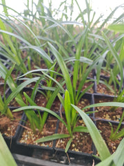 Cymbidium Kiwi Midnight 'Geyserland' - RARE