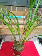 Cymbidium dayanum 'Red