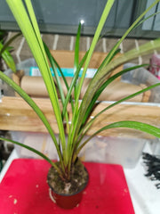 Cymbidium dayanum 'Red