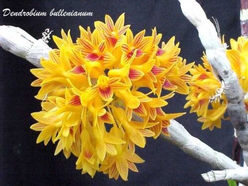 Dendrobium bullenianum