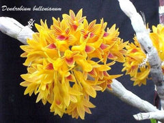 Dendrobium bullenianum