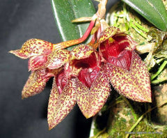 Bulbophyllum Meen Juvenile Hawk