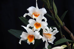 Dendrobium kontumense (RARE SPECIES)