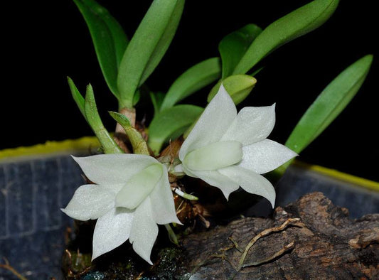 Dendrobium Hsinying Smile 'Mont Blanc'