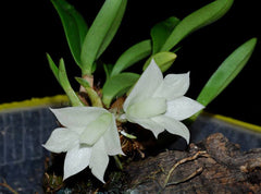 Dendrobium Hsinying Smile 'Mont Blanc'