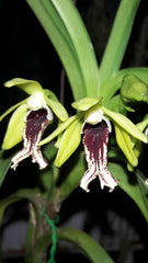 Vanda (barnesii x cristata)