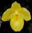 Paphiopedilum armeniacum