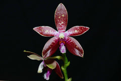 Phalaenopsis corningiana (Rare Species - Fragrant)
