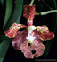 Vanda roeblingiana (SPECIES)
