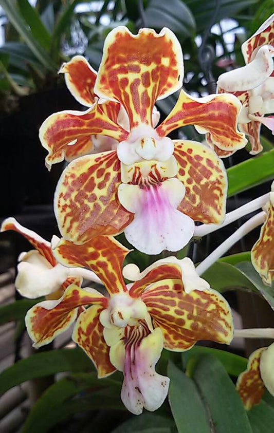 Vanda tricolor (Species)