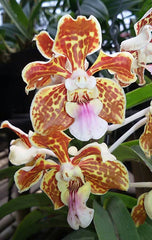 Vanda tricolor (Species)